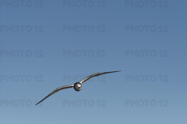 Ivory Gull (Pagophila eburnea)