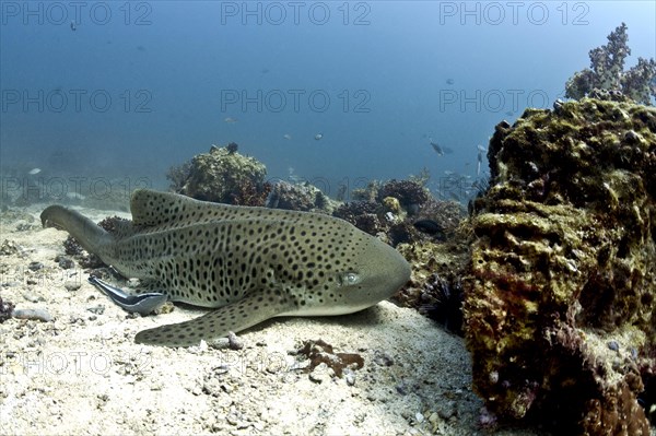 Leopard Shark (Triakis semifasciata)