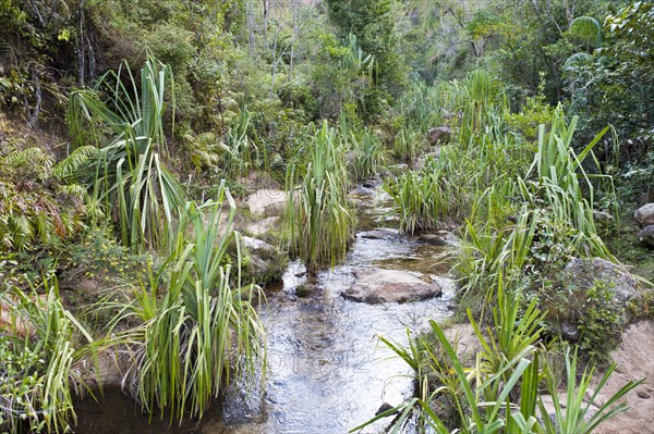 Plants in rocky creek bed