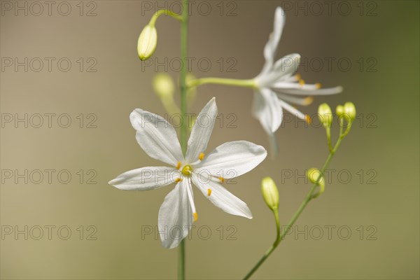 Anthericum ramosum (Anthericum ramosum)