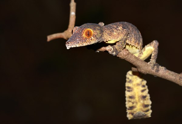 Henkel's Leaf-tailed Gecko or Frilled Leaf-tail Gecko (Uroplatus henkeli)