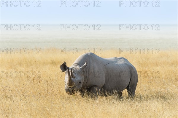 Black Rhino (Diceros bicornis) at the edge of the Etosha Pan