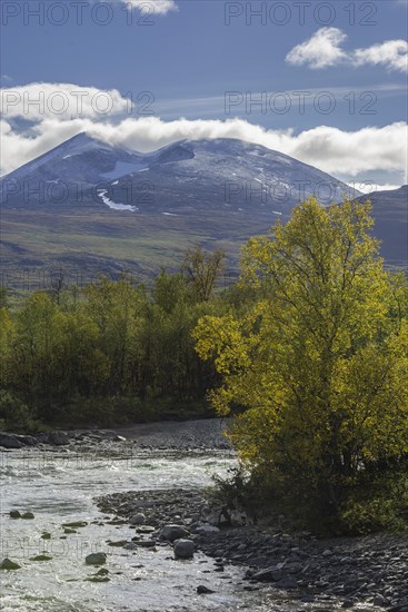 Autumn coloured birch trees on the Abiskojakka river