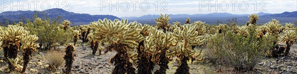 Cholla cacti in the Cholla Cactus Garden