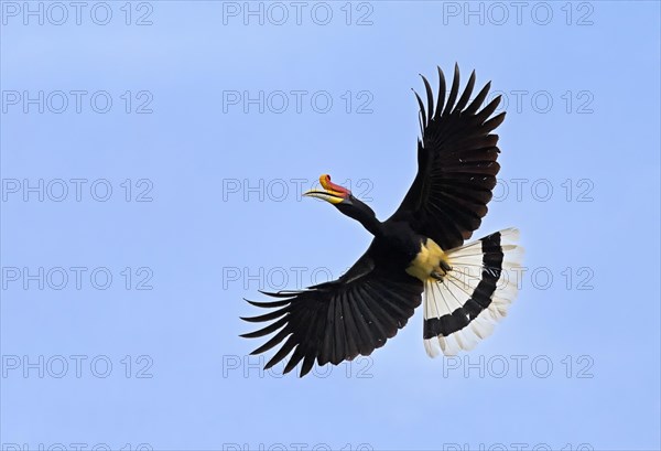 Rhinoceros Hornbill (Buceros rhinoceros)