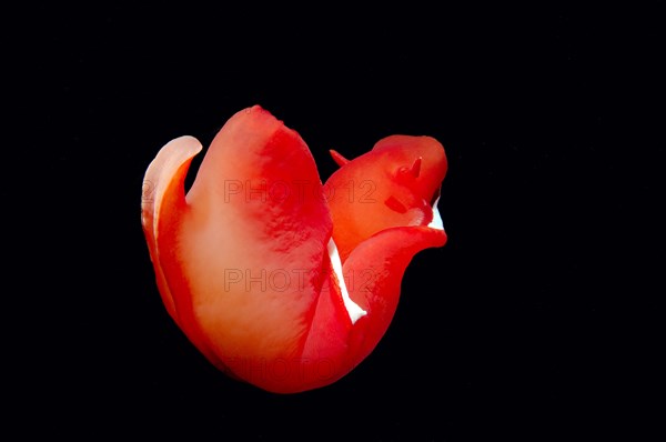 Spanish Dancer (Hexabranchus sanguineus) sea slug