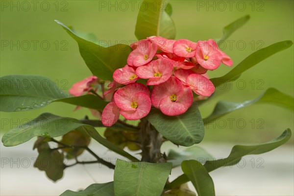 Crown of Thorns (Euphorbia milii)