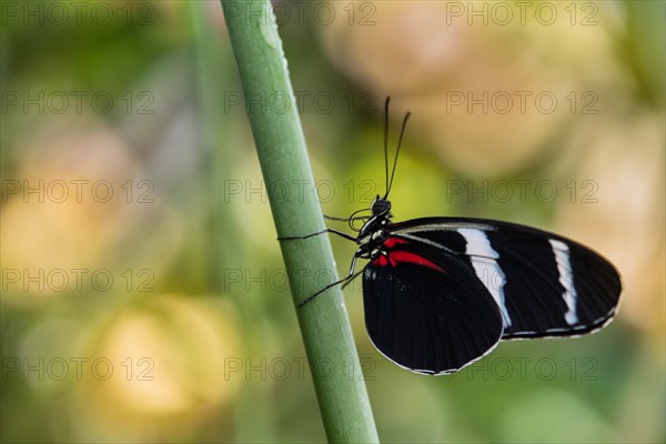 Cydno Longwing (Heliconius cydno)