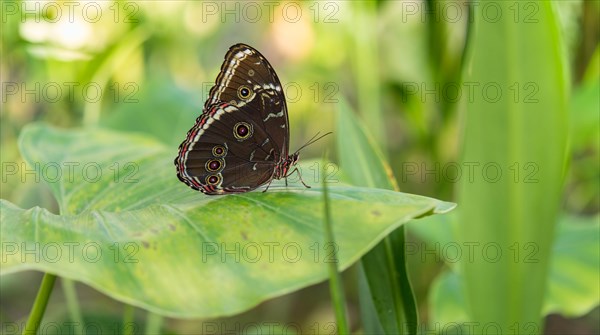 Blue Morpho (Morpho peleides)