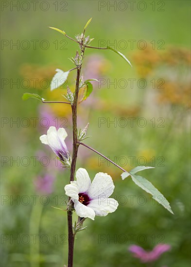 Roselle (Hibiscus sabdariffa)