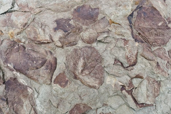 Fossils of deciduous leaves