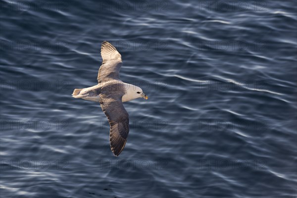 Northern Fulmar (Fulmaris glacialis)