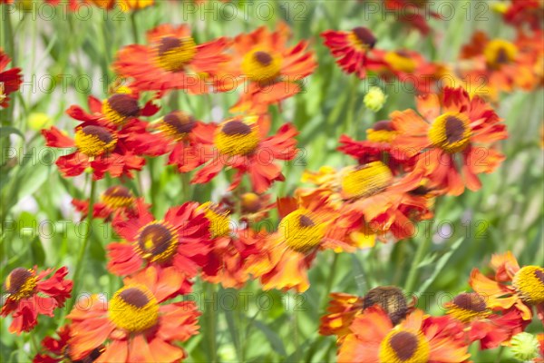 Common sneezeweed