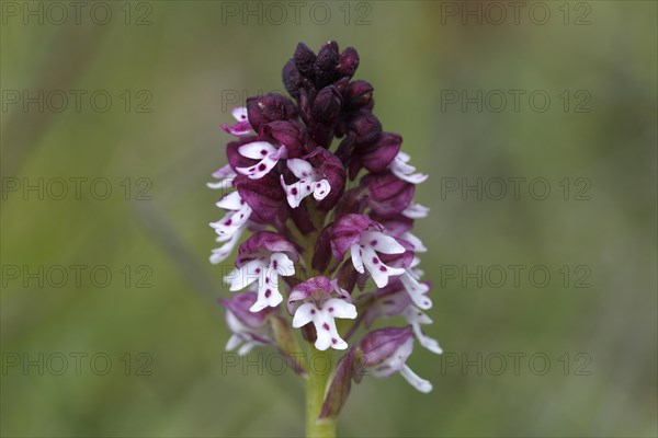 Burnt-tip Orchid (Orchis ustulata)