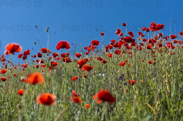 Corn Poppies (Papaver rhoeas)