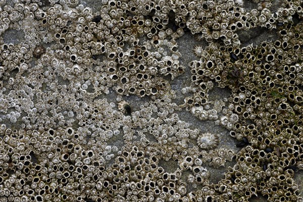 Barnacles (Balanidae) and limpets (Patellidae) in the surf zone on a rock