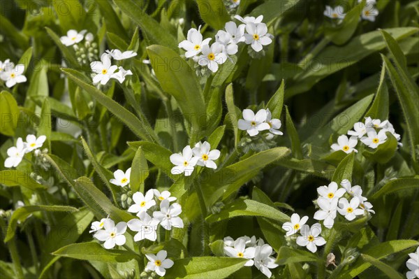 Wood forget-me-not (Myosotis sylvatica)