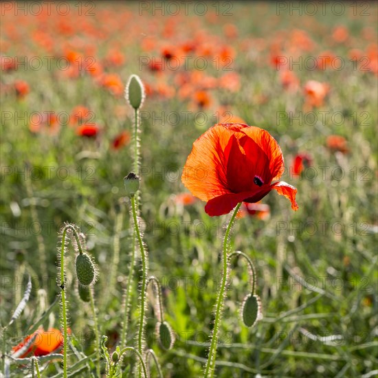 Corn Poppy (Papaver rhoeas) in a field