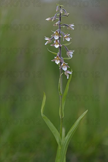 Marsh Helleborine (Epipactis palustris)