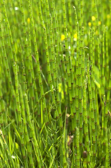 Field Horsetail (Equisetum arvense)