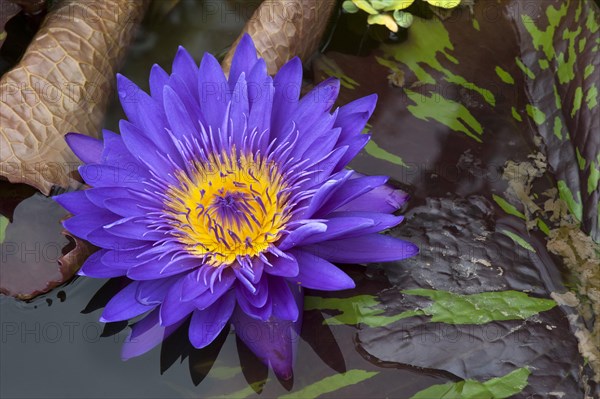 Flower of a Cape Blue Water Lily (Nymphaea capensis)