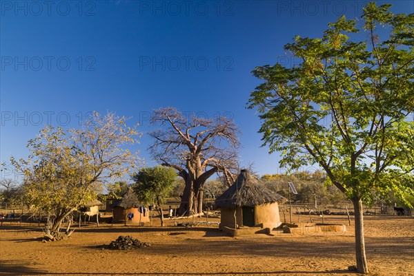 African Baobab Tree (Adansonia digitata)