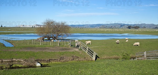 Sheep pen in Gisborne