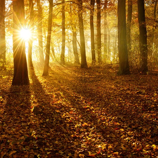 Sun shines through natural deciduous forests of oaks (Quercus) and beeches (Fagus) in autumn