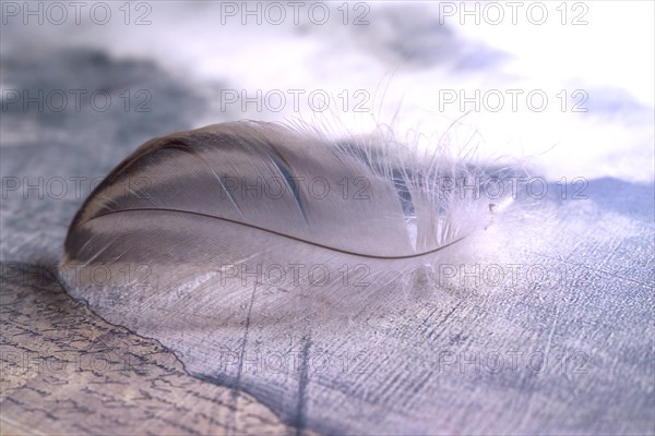 Bird feather on a document