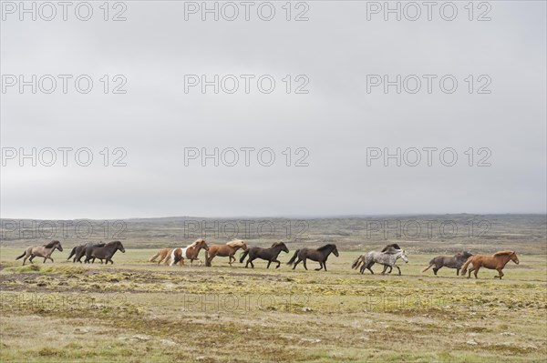 Herd of Icelandic horses galloping across barren land
