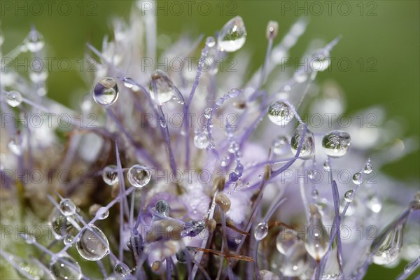 Dew drops on Scorpion-weed (Phacelia)