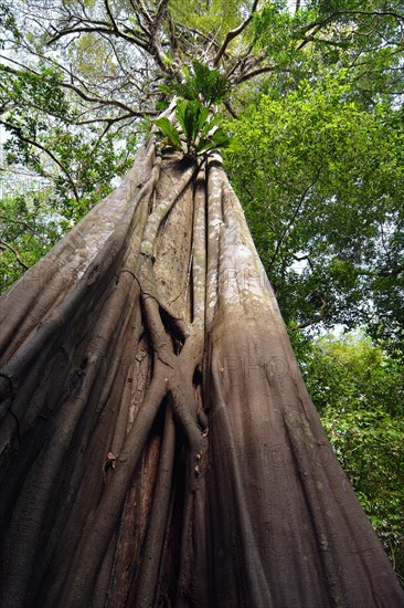 Giant rainforest tree in the flooded Varzea forest