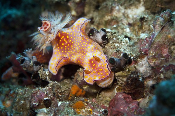 Sea Slug (Ceratosoma trilobatum)