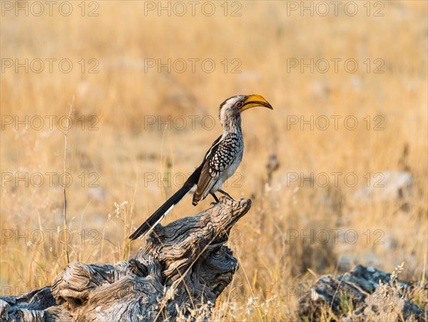 Southern Yellow-billed Hornbill (Tockus leucomelas) perched on an old tree stump