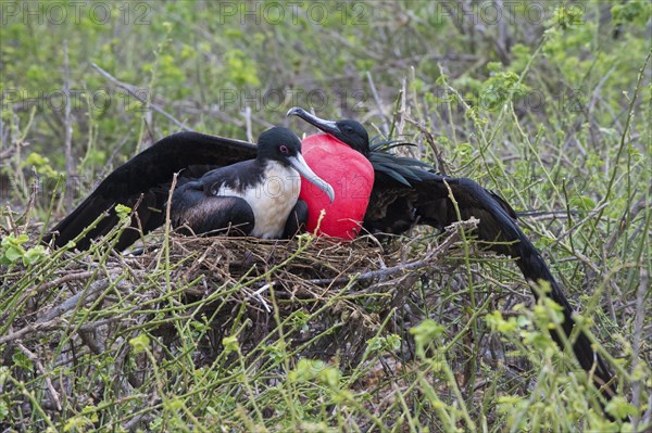 Great Frigatebirds (Fregata minor) on the nest