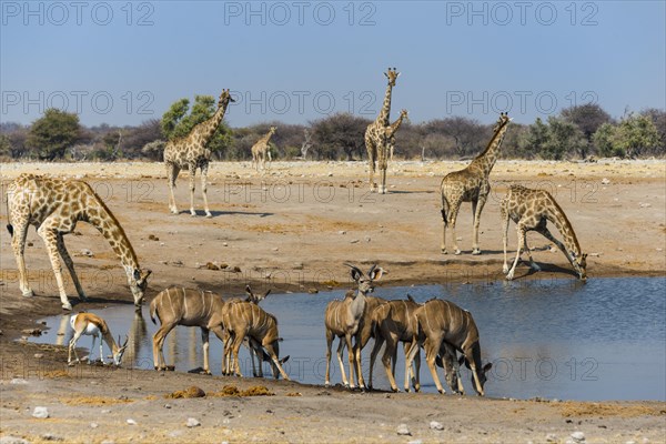 Kudus (Tragelaphus strepsiceros) and giraffes (Giraffa camelopardalis) at Chudob waterhole