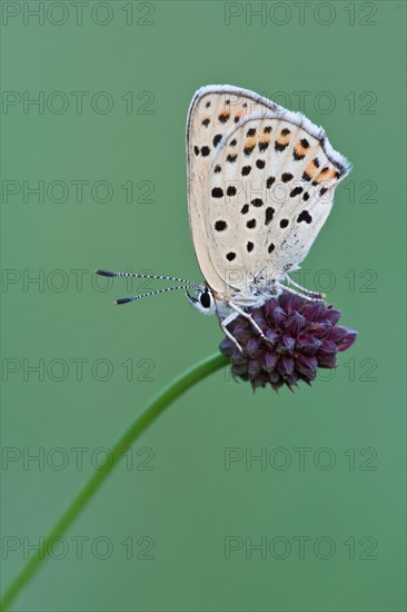 Sooty Copper (Lycaena tityrus) on Great Burnet (Sanguisorba officinalis)