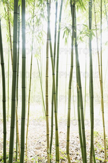 Bamboo (Bambus fargesia) grove