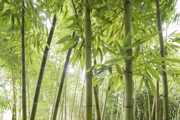 Bamboo (Bambus fargesia) grove