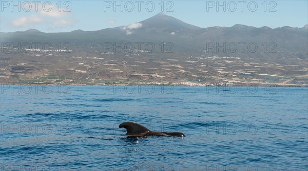 Pilot Whale (Globicephala) off Tenerife