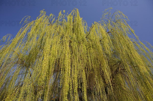 Weeping Willow (Salix babylonica)