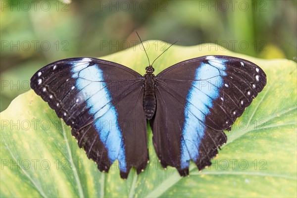 Blue Morpho (Morpho peleides)