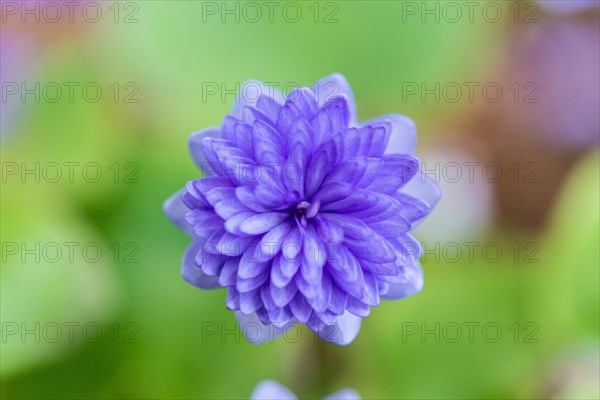 Light blue Hepatica or Liverwort (Hepatica)