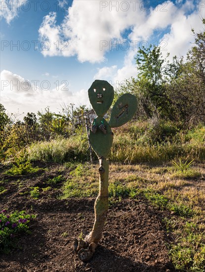 Cactus with a carved face serving as a guide