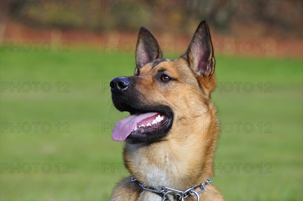 Malinois