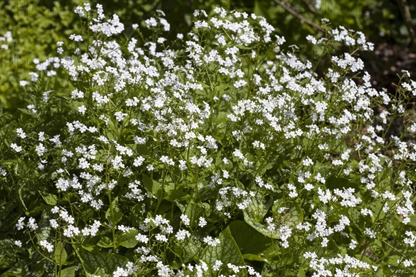 Siberian bugloss (Brunnera macrophylla)