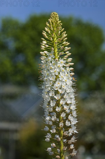 Blooming Desert Candle (Eremurus himalaicus)