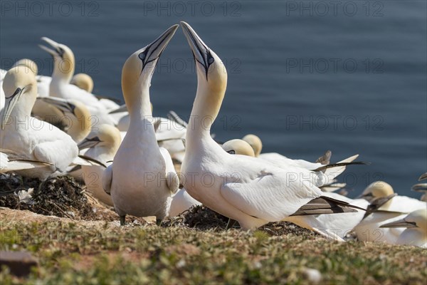 Northern Gannets (Sula bassana)