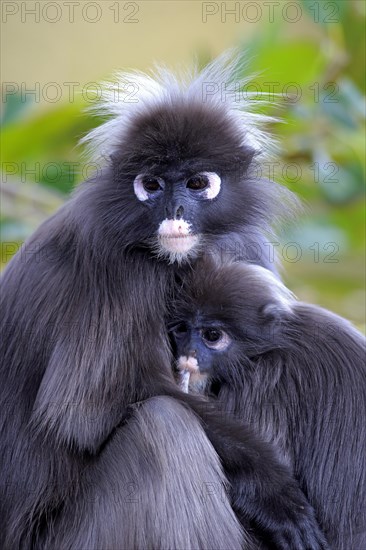 Dusky Leaf Monkeys or Southern Langurs (Trachypithecus obscurus)