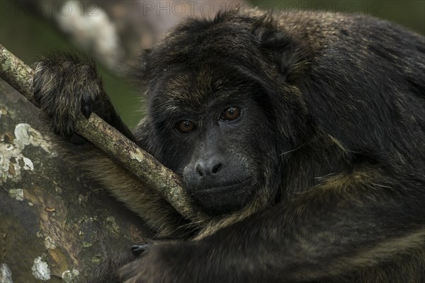 Black Howler (Alouatta caraya)